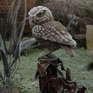 'Little Owl'