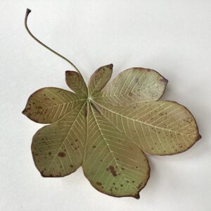 Ceramic Horse Chestnut Leaf