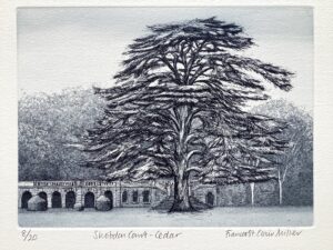 ‘Shobdon Court – Cedar’
