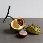 Double nut, lid, shell and twig horse chestnut