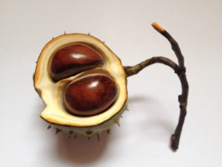 Ceramic Horse Chestnut on twig double nut