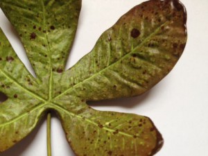 Ceramic Horse Chestnut Leaf