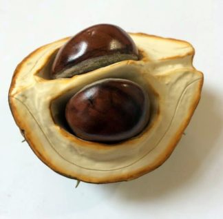 Ceramic Horse Chestnut Lid with Two Nuts