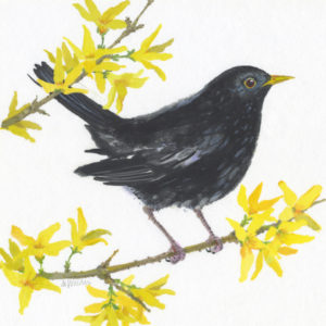 Blackbird on Forsythia