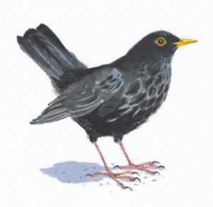 Original watercolour Blackbird