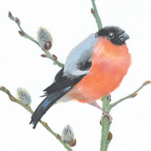 Bullfinch on Pussy Willow