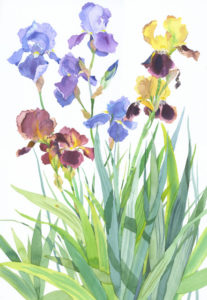 Original watercolour Iris Border