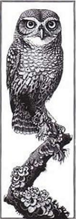 Wood Engraving Little Owl