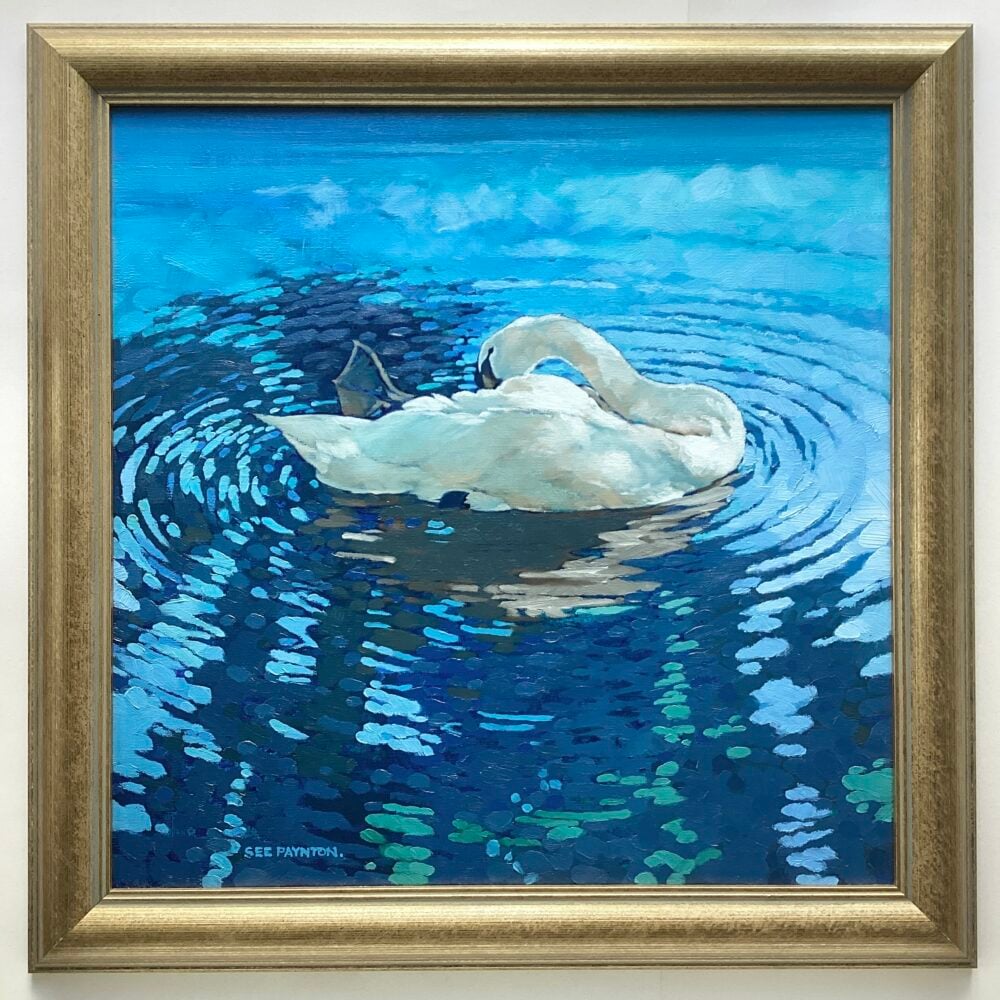 'Mute Swan Preening lI'