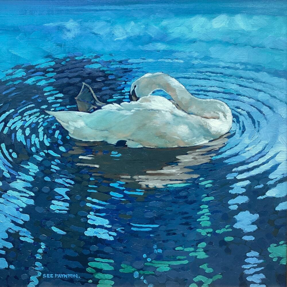 'Mute Swan Preening lI'