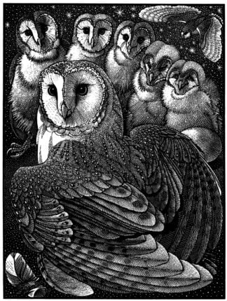 'Parliament of Owls'