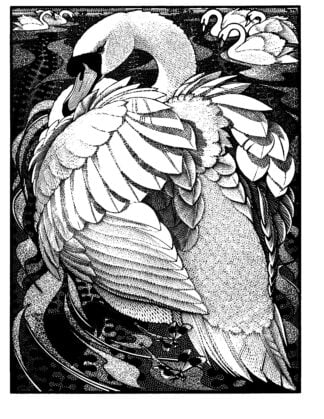 'Quietude of Swans'
