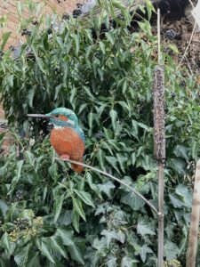 ‘Perching Kingfisher with Snail’