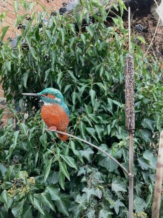 ‘Perching Kingfisher with Snail’