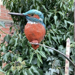 ‘Perching Kingfisher with Snail’