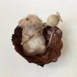 'Coracle Dormouse with Poppy Seed Oar'