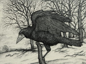 Original pen and ink  ‘The Rook’