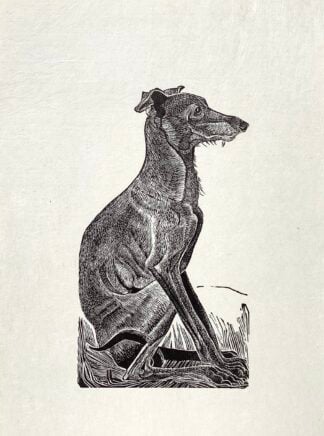 'Italian Greyhound' Wood Engraving