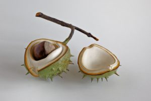Ceramic Horse Chestnut half shell with a removable nut and lid
