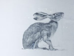 Original Pencil Drawing  ‘Hare: One’