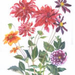 ‘Dahlia Dance’