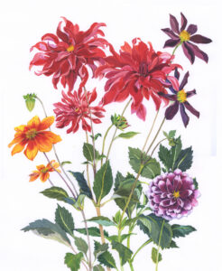 ‘Dahlia Dance’