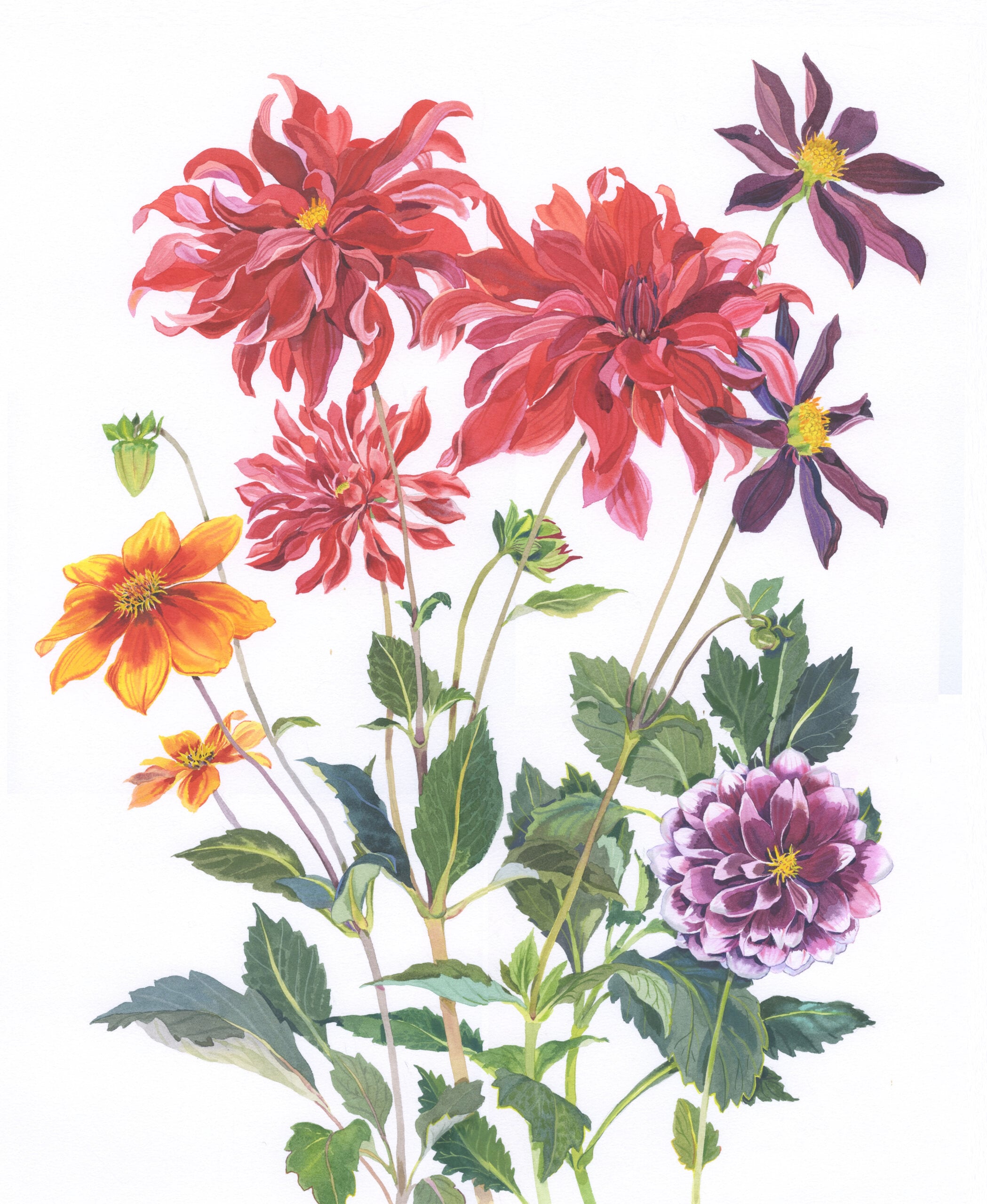 ‘Dahlia Dance’