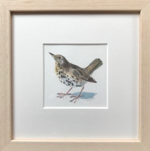 Thrush Original Watercolour