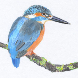 Perching Kingfisher