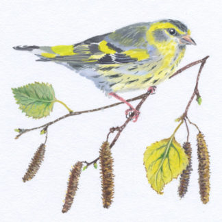 Siskin and Catkins