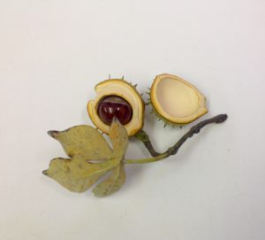Horse Chestnut baby half shell, nut, lid and leaf