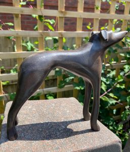 Greyhound Looking Up