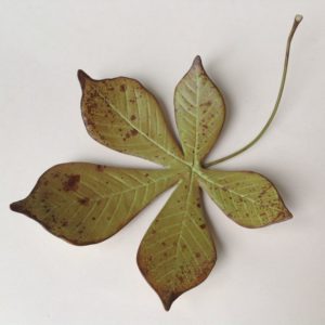 Medium Horse Chestnut Leaf