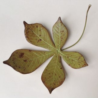 Medium Horse Chestnut Leaf