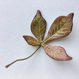 Tiny Horse Chestnut Leaf