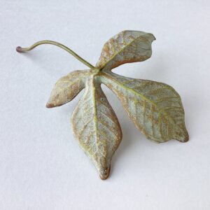 Tiny Horse Chestnut Leaf