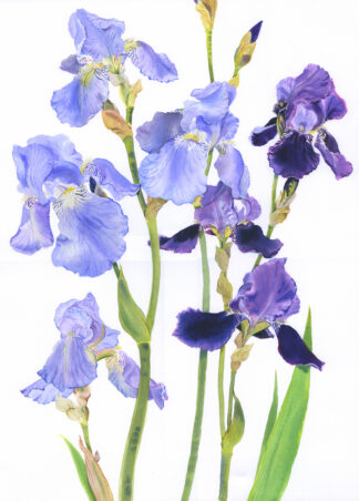 'Iris Blue Rhythm'