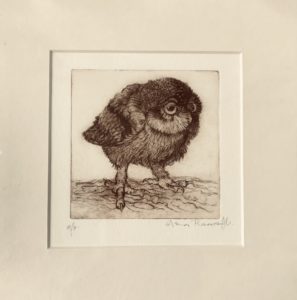 Etching Little Owl