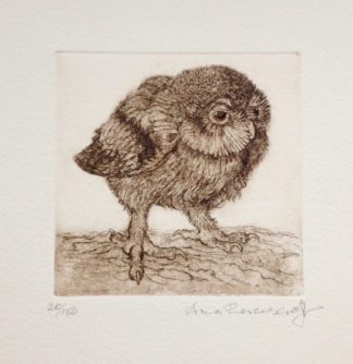 Little Owl Etching