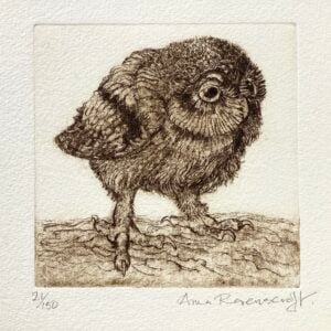'Little Owl' Etching