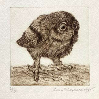 'Little Owl' Etching