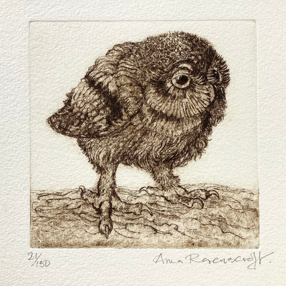'Little Owl' Etching