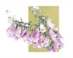 Foxgloves Limited Edition Print