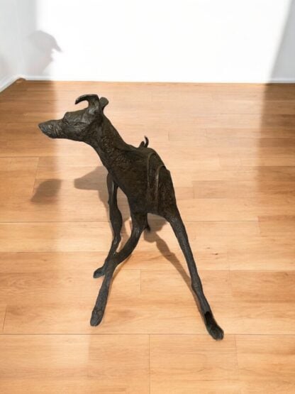 ‘Fly’ The Walking Dog of Kington