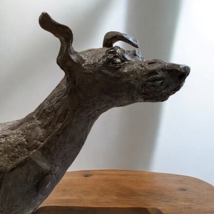 ‘Fly’ The Walking Dog of Kington