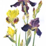 ‘Purple and Yellow Iris’