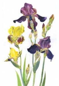 ‘Purple and Yellow Iris’