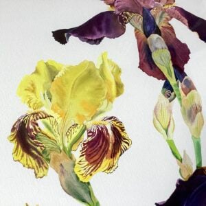 ‘Close Up of Purple and Yellow Iris’