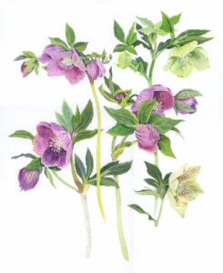‘Helebores’