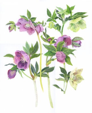‘Helebores’